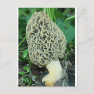 Yellow Morel Mushroom Postkarte