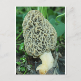 Yellow Morel Mushroom Postkarte