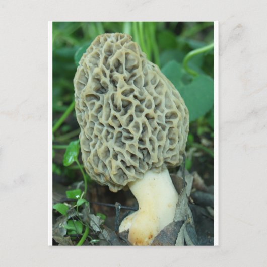 Yellow Morel Mushroom Postkarte (Vorderseite)