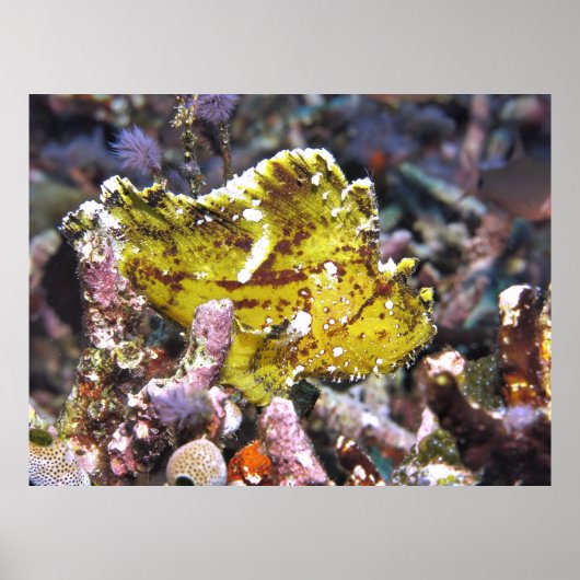 Yellow Morph Leaf Scorpionfish Poster (Vorne)