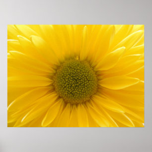 Yellow Mum Poster