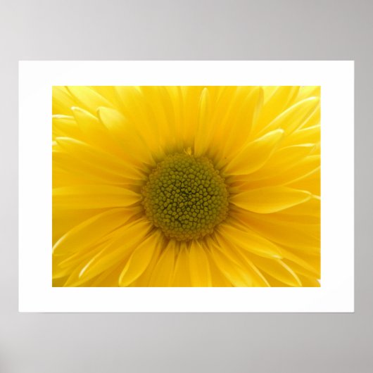 Yellow Mum Poster (Vorne)