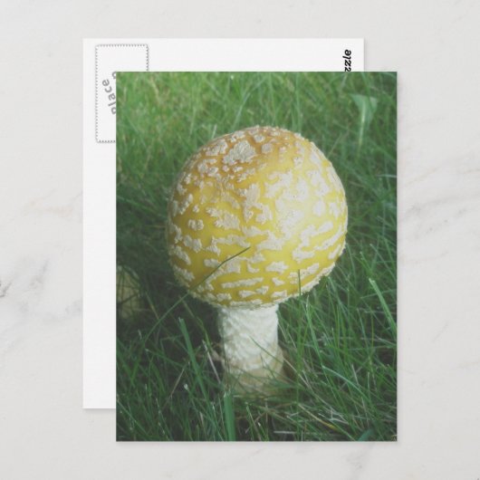 Yellow Mushroom #4 Postkarte (Vorne/Hinten)