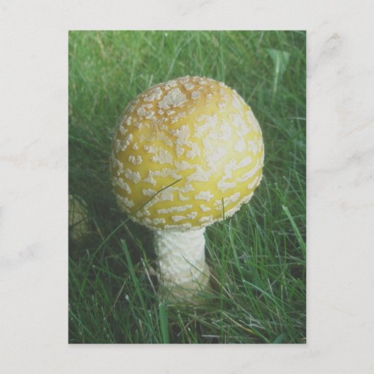 Yellow Mushroom #4 Postkarte (Vorderseite)