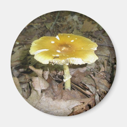 Yellow Mushroom Magnet (Vorne)