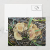 Yellow Mushroom OBX Postkarte (Vorne/Hinten)