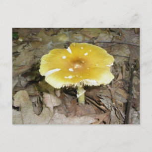 Yellow Mushroom Postcard #2 Postkarte