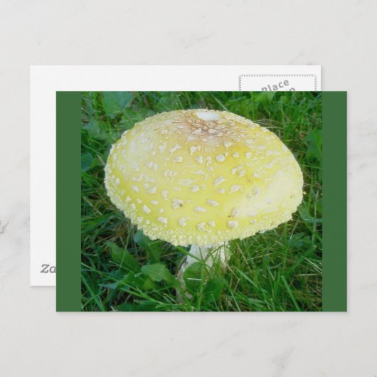 Yellow Mushroom Postcard #3 Postkarte (Vorne/Hinten)