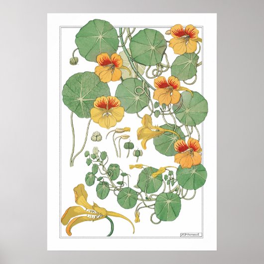 Yellow Nasturtiums | Antiker Lithograph 1896 Poster (Vorne)
