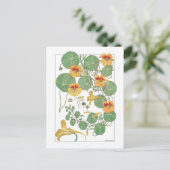 Yellow Nasturtiums | Antiker Lithograph 1896 Postkarte (Stehend Vorderseite)