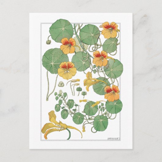 Yellow Nasturtiums | Antiker Lithograph 1896 Postkarte (Vorderseite)