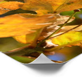 Yellow Oak Blätter Poster (Ecke)