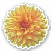 Yellow Orange Ombre Dinner Plate Dahlia Blume Aufkleber (Vorderseite)