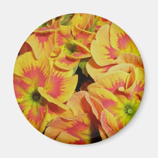 Yellow Orange Primrose Magnet (Vorne)