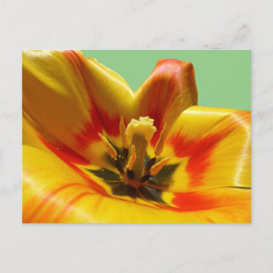 Yellow Orange Tulip DIY Postkarte