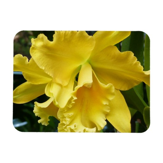 Yellow Orchid Magnet (Horizontal)