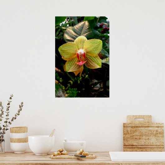 Yellow Orchid Poster (Küche)