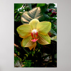 Yellow Orchid Poster