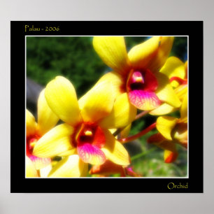 Yellow Orchid Poster