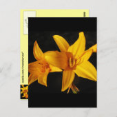 Yellow Orchid Postkarte (Vorne/Hinten)