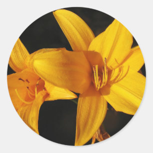 Yellow Orchid Runder Aufkleber