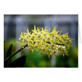 Yellow Orchids Card