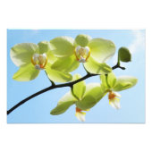 Yellow Orchids Fotodruck (Vorne)
