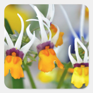 Yellow Orchids.JPG Quadratischer Aufkleber