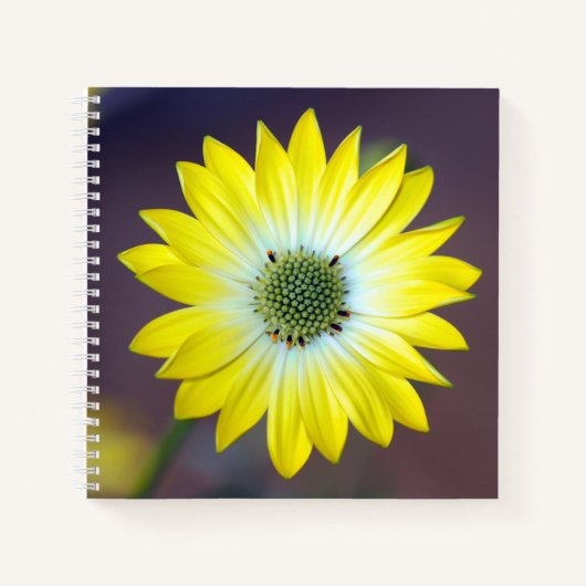 Yellow Osteopermum Journal-Notebook Notizblock (Vorderseite)