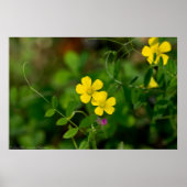 Yellow Oxalis & Everlasting Peer Wildblumen Poster (Vorne)