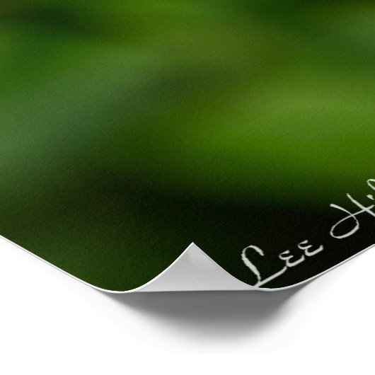 Yellow Oxalis & Everlasting Peer Wildblumen Poster (Ecke)