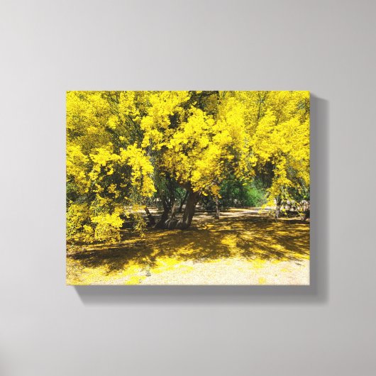 Yellow Palo Verde Tree Leinwanddruck (Vorderseite)