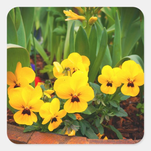 Yellow Pansy #1 Stickers (Vorderseite)