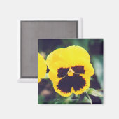 Yellow Pansy Magnet (Vorderseite/Rückseite)