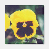 Yellow Pansy Magnet (Vorne)
