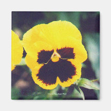 Yellow Pansy