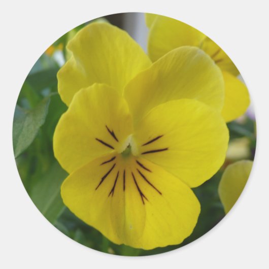 Yellow Pansy Runder Aufkleber (Vorderseite)