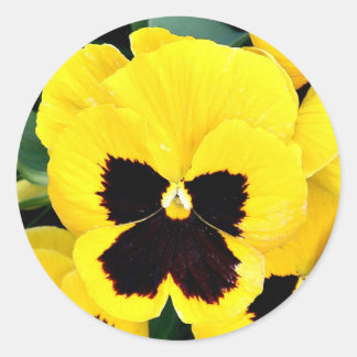 Yellow Pansy Runder Aufkleber