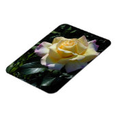 Yellow Peace Rose - Garden Beauty Magnet (Linke Seite)