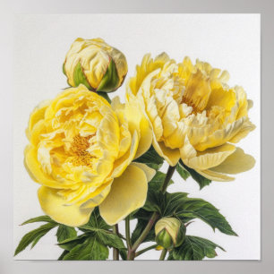 Yellow Peongs Blume Art Print Poster