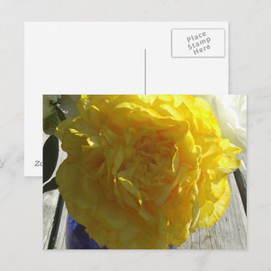 Yellow Peonies Postkarte (Vorne/Hinten)