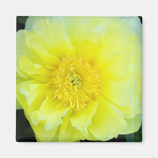 Yellow Peony Magnet (Vorne)