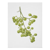 Yellow peppercorns - Botanical Study 1 Poster (Vorderseite)