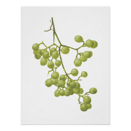 Yellow peppercorns - Botanical Study 1 Poster