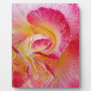 yellow pink petals fotoplatte