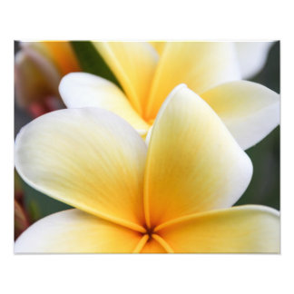Yellow Plumeria Blume Frangipani Floral Design Fotodruck
