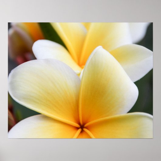 Yellow Plumeria Blume Frangipani Floral Design Poster (Vorne)