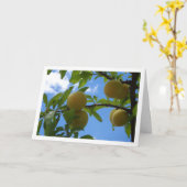 Yellow Plums Blue Sky Karte (Gelbe Blume)