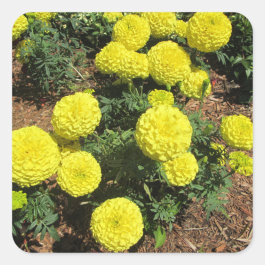 Yellow Pompom Marigolds Garden Pflanze Quadratischer Aufkleber (Vorderseite)