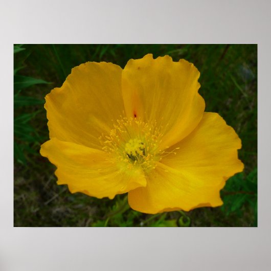 Yellow Poppy Alaskan Wildblume Floral Poster (Vorne)